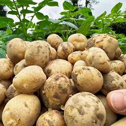 贵州今年新土豆中毕节威宁洋芋高山马铃薯农家十斤黄心土豆包邮