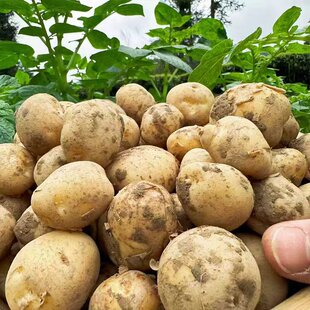贵州今年新土豆中毕节威宁洋芋高山马铃薯农家十斤黄心土豆 包邮