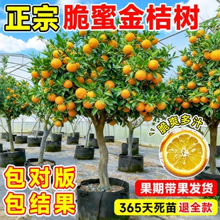 正宗脆皮金桔树树苗带果发当年结果广西橘子树盆栽地栽种植脆蜜