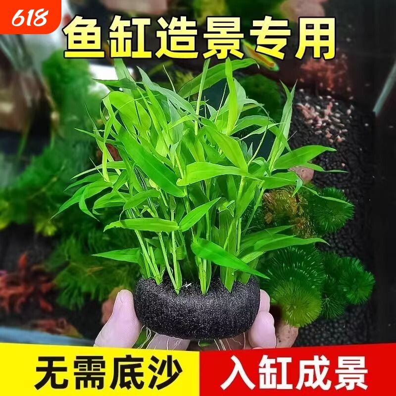 新手鱼缸养鱼水草南美青竹陀草草缸造景易活懒人入门阴性绿植淡水
