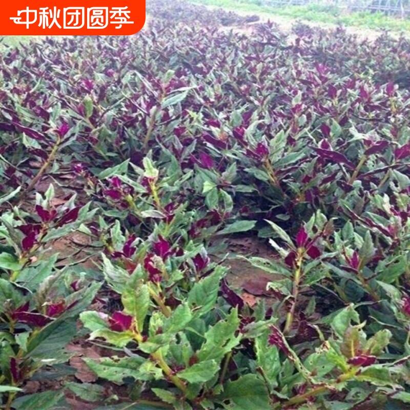 天然补血紫背菜种子观音天葵蔬菜种子血皮红背菜易种高产种籽防寒
