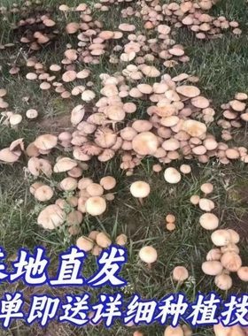 松树菌乌枞黄松菌黄枞菌松针蘑菇四季可种菌包菌种种植野生花盆