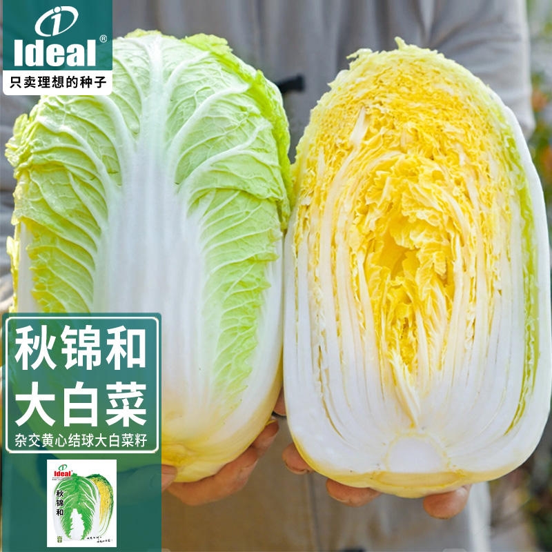 黄心大白菜种籽娃娃菜种子菜种秋白菜种秋季冬季蔬菜种子白菜籽