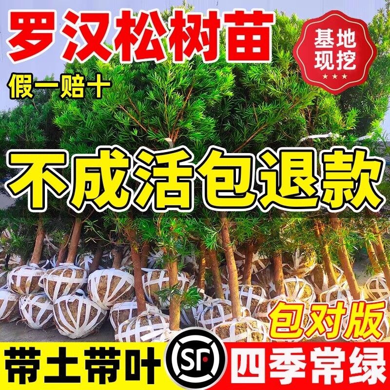罗汉松树苗盆景小叶雀舌室外庭院盆栽地栽造型树桩名贵绿化苗耐寒
