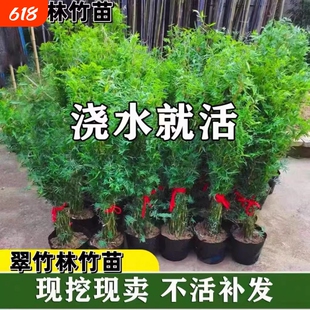 米竹盆栽丛生凤尾竹庭院植物阳台水培绿植观音竹好养盆景青竹子苗