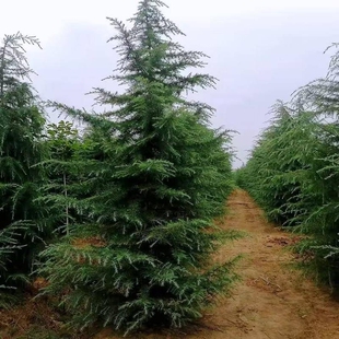 雪松树苗黑松白皮松1米小苗3米4米5米雪松大树庭院盆景造型黑松苗