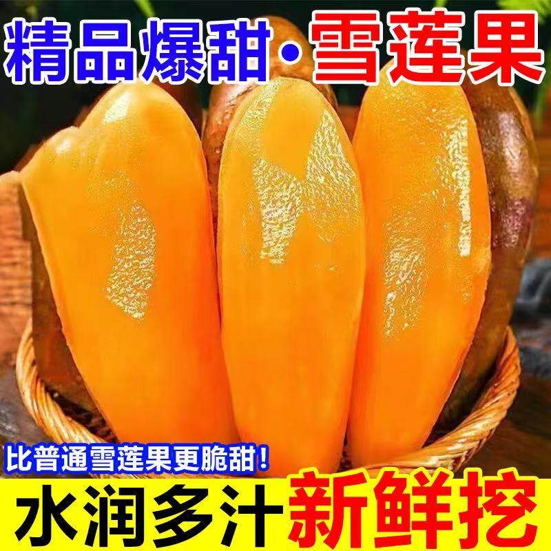 正宗云南天山雪莲果新鲜应季雪连果红泥黄心大果孕妇批发现货水果,水产肉类/新鲜蔬果/熟食,雪莲果,淘宝优惠券,粉丝福利购,淘宝优惠卷