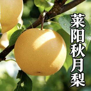 莱阳秋月梨 现货现发 核心产区直供 润肺清燥 甜润无渣新鲜水果