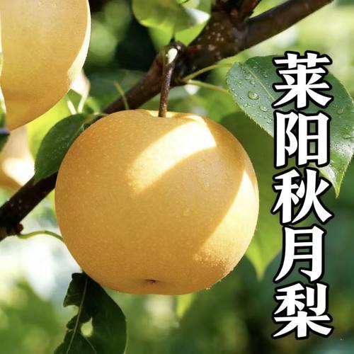 新鲜莱阳秋月梨脆甜如蜜皮薄多汁