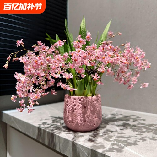 文心兰花苗四季开花冬水培苔藓球室内花卉盆栽绿植冬季香水品种