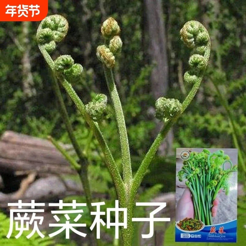 蕨菜种子 生蕨菜拳头菜 如意菜野山菜猫爪菜龙头菜蕨菜种籽,鲜花速递/花卉仿真/绿植园艺,其它园艺用品,淘宝优惠券,粉丝福利购,淘宝优惠卷