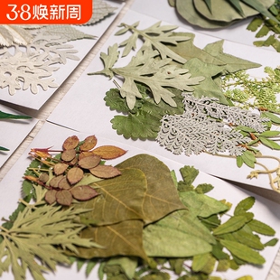 儿童diy绿叶材料包组合包手工材料花瓣妆拍摄道具真树叶标本贴花