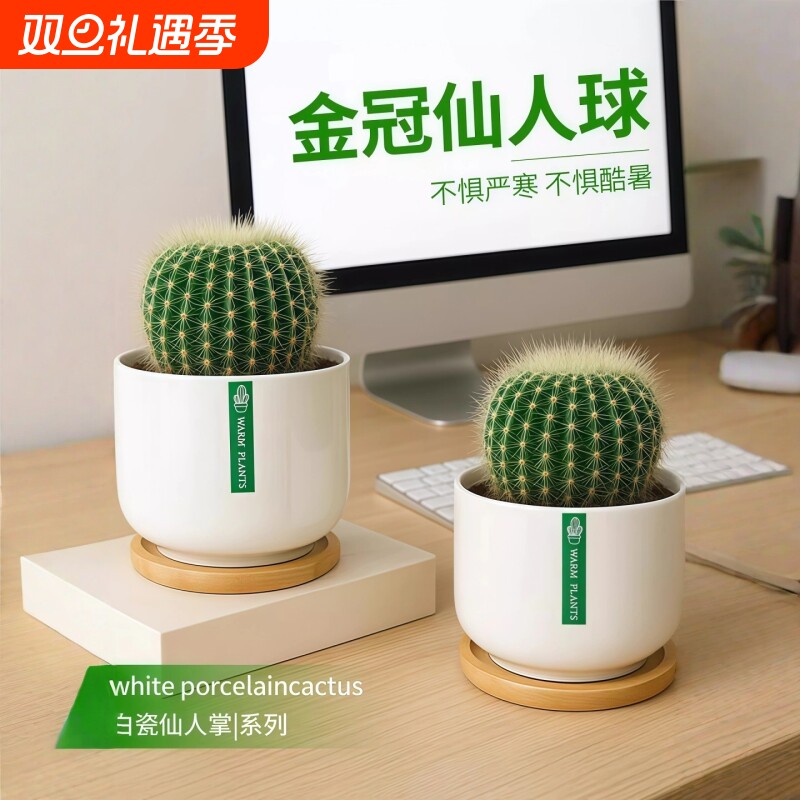 金冠仙人球仙人掌盆栽办公室内懒人好养桌面花卉绿植多肉植物种植