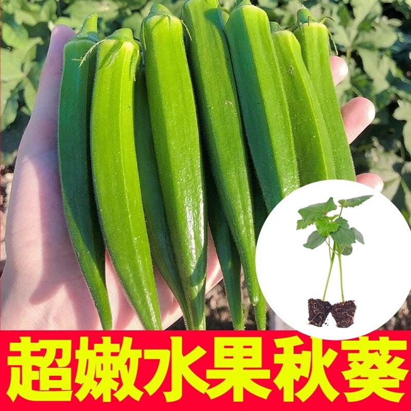 水果秋葵种子苗蔬菜种籽孑春季秧秋癸菜苗四季树苗黄秧苗幼苗带土