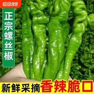 【新鲜现摘】螺丝椒特辣薄皮农家自种皱皮辣椒青尖椒青椒蔬菜批发
