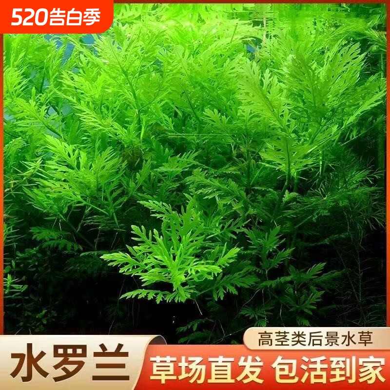 水罗兰沉底阴性全套水草懒人鱼缸造景净水增氧生态缸水培植物淡水