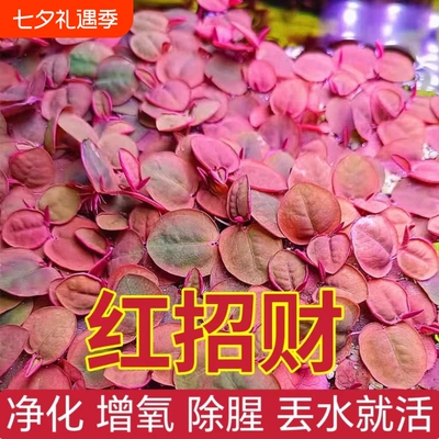 红毛丹净化水质水草|千人加购