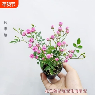 【开花机器】须惠姬带花苞超微月季好养花室内外绿植花卉小盆栽