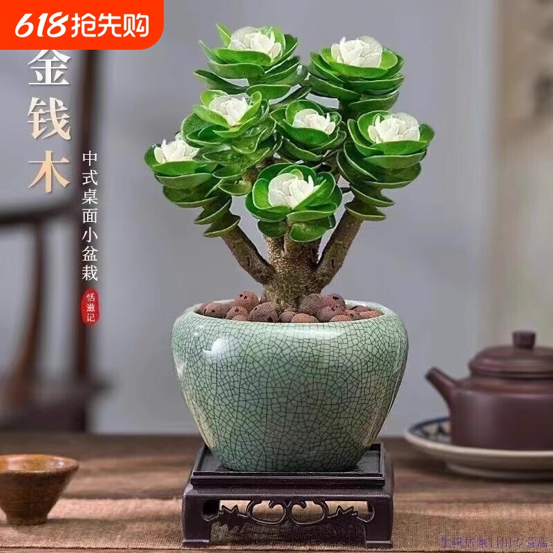 金钱木老桩多肉植物招财盆栽室内绿植发财树盆景金钱树客厅花卉
