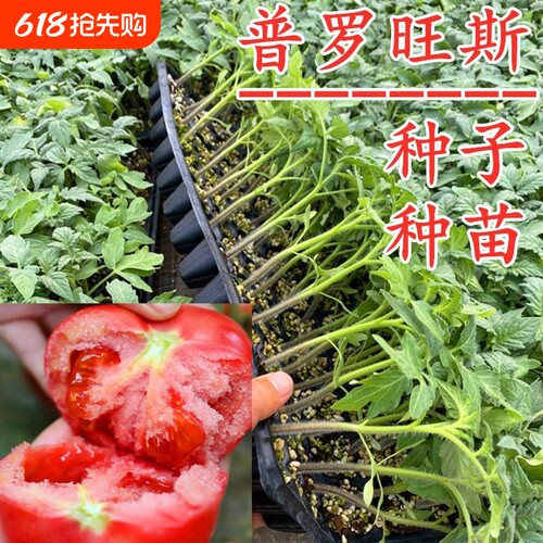 春季蔬菜苗幼苗番茄小秧苗四季秧菜苗茄子辣椒西瓜黄瓜