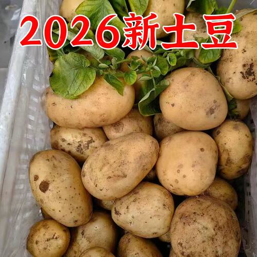 2026年新土豆正宗贵州农家当季