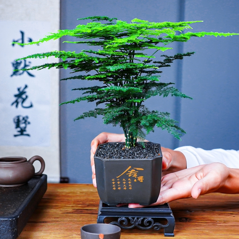 四季常青好养桌面小盆栽