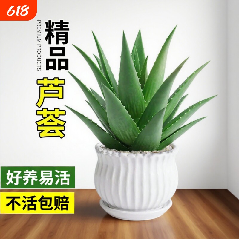 芦荟盆栽室内净化空气绿植物多肉好养花卉仙人掌客厅可食用阳台