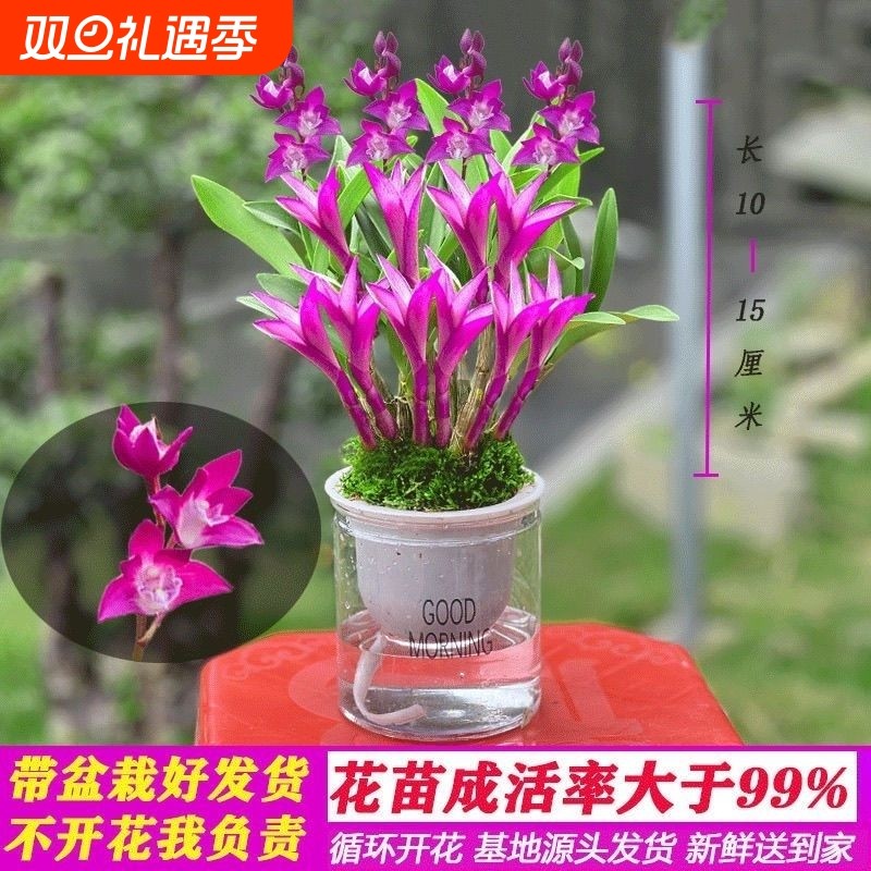 七彩香水石斛兰花四季好养花卉绿植浓香型懒人桌面水培盆栽