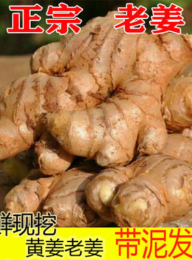 现挖黄姜本地黄姜生姜新鲜
