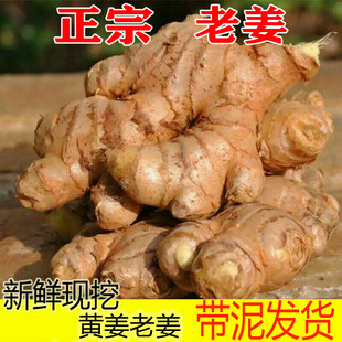 现挖黄姜本地黄姜老黄姜生姜新鲜现挖老姜母月子姜土姜白姜