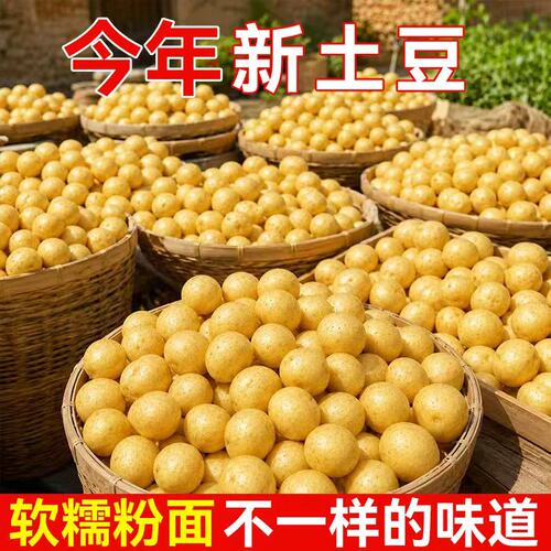 黄皮小土豆现挖新鲜黄心