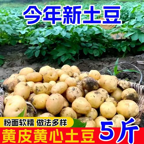 恩施富硒小土豆新鲜现挖