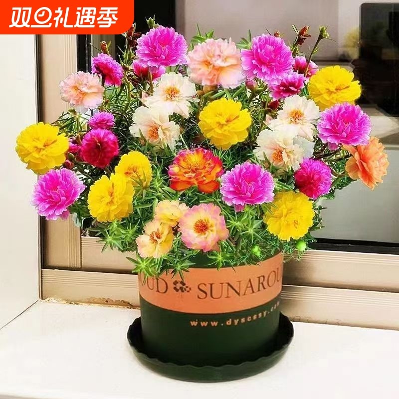 重瓣太阳花苗多色四季开花植物阳台庭院好养桌面绿植花卉盆栽