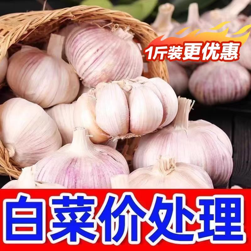 正宗紫皮大蒜头新干蒜头特大红皮种子腊八蒜当季种植优质优选大蒜