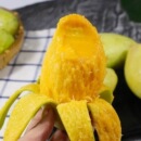 水果皮薄肉厚整箱非贵妃芒 越南玉芒新鲜芒果当季 精选