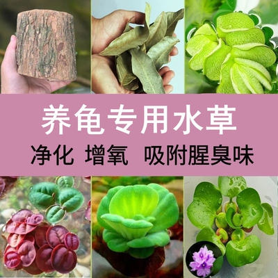 水草浮萍龟缸绿植乌龟缸造景水芙蓉养龟专用植物净化古法龙眼木