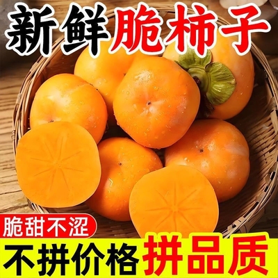 【巧克力脆柿】25年现摘柿子新鲜脆柿子时令甜柿当季水果农家柿子