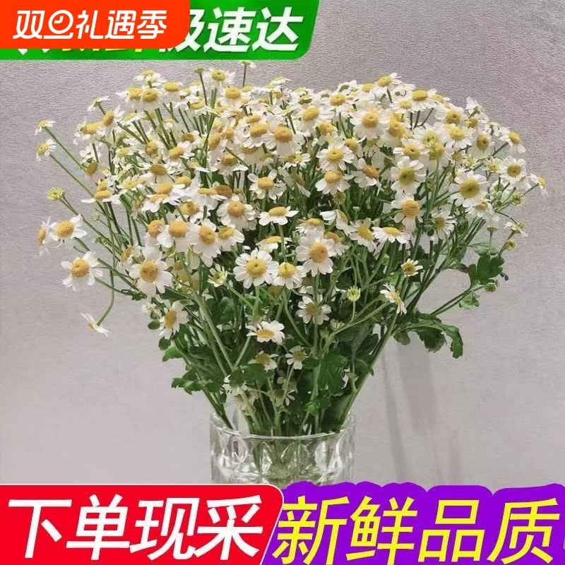 ins洋甘菊小清新花束云南直发洋甘菊花束小雏菊生日花束家庭插花