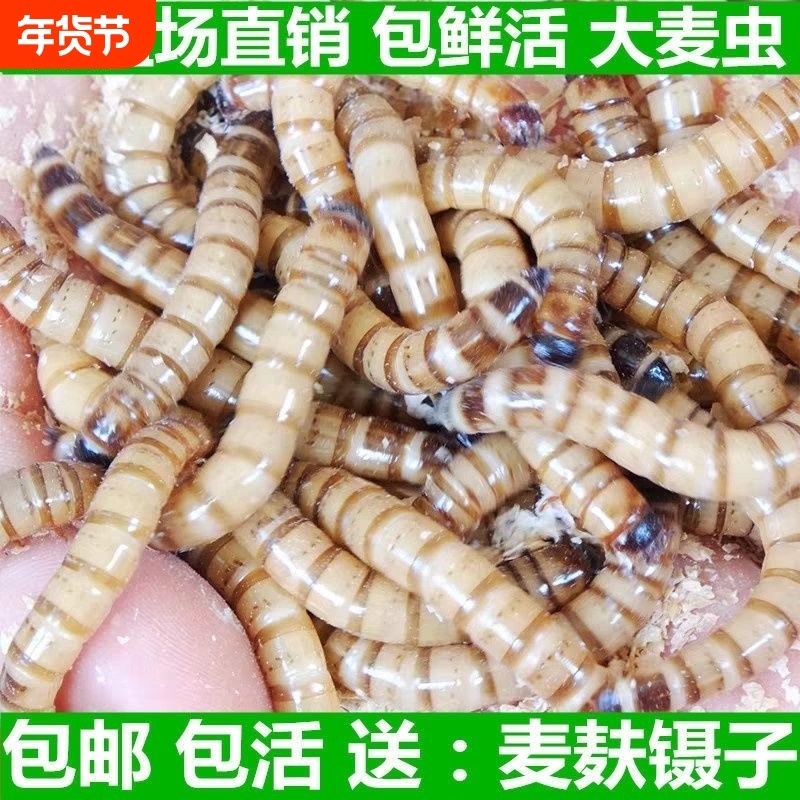 大麦虫活虫黄粉虫面包虫金银龙鱼观赏鱼饲料乌龟刺猬画眉鸟食包邮,宠物/宠物食品及用品,爬虫/鸣虫食物,淘宝优惠券,粉丝福利购,淘宝优惠卷