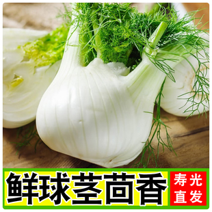 新鲜茴香头茴香根茴香球茎西餐香料蔬菜炒牛肉食材西餐配料香料菜