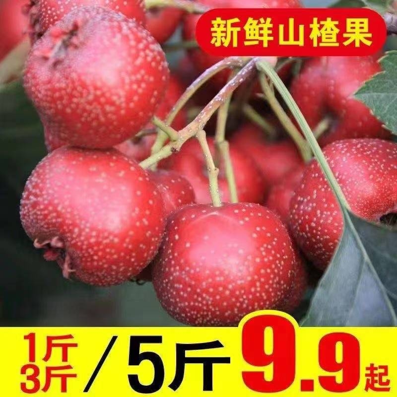 山楂果新鲜八月红酸甜开胃冰糖葫芦材料农家果园产地现摘直发
