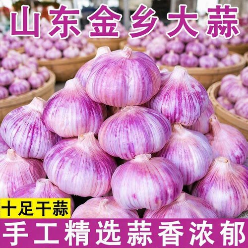 紫皮26年新大蒜头干蒜特大蒜瓣种子红皮蒜批发价红皮大蒜正宗新鲜