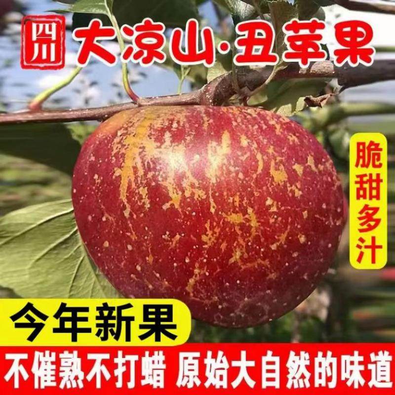 四川大凉山丑苹果脆甜多汁原生态盐源高原冰糖心苹果新鲜当季水果,水产肉类/新鲜蔬果/熟食,苹果,淘宝优惠券,粉丝福利购,淘宝优惠卷