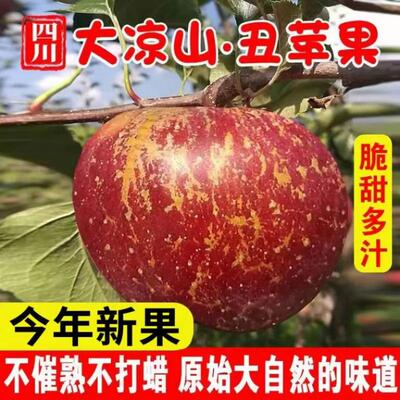 四川大凉山丑苹果脆甜多汁原生态盐源高原冰糖心苹果新鲜当季水果