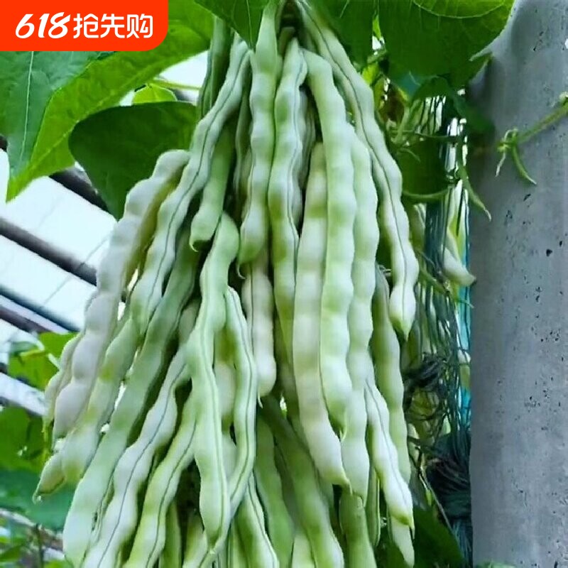 摘不败精品架豆王种子无筋四季豆种子高产早熟四季豆角种籽子
