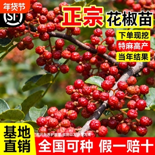 正宗花椒苗树大红袍带土带盆栽老桩四川九叶青花椒树大苗当年结果