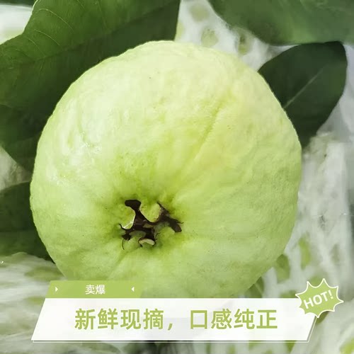 广东白心番石榴清脆甜芭乐低糖低脂水果送礼新鲜现摘白心芭乐整箱