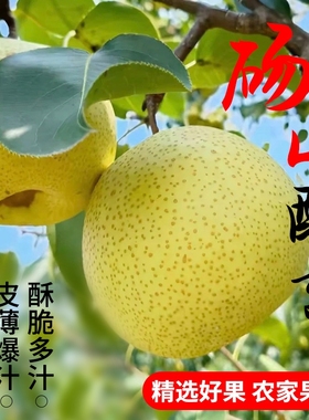 砀山酥梨贡梨品质百年老树果实果大核小脆甜多汁现摘现发产地直销