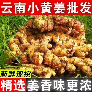 现挖云南生姜小黄姜新鲜嫩姜特级大块姜土姜月子姜蔬菜小黄姜