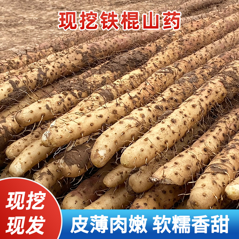 农家蔬菜小白嘴铁棒杆铁棍山药粉糯河北非温县垆土怀淮山药新鲜
